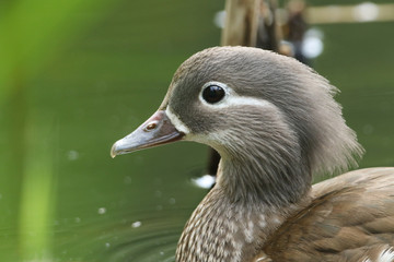 A head shot of a pretty female Mandarin Duck, Aix galericulata, swimming in a pond.
