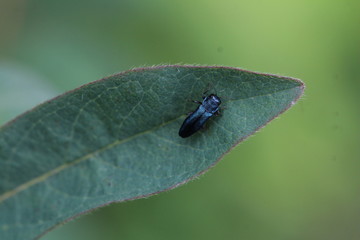 Heckenkirschenprachtkäfer - Agrilus cyanescens