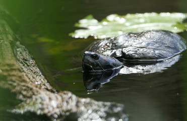 A hunting Yellow-bellied Slider, Trachemys scripta, or water Turtle swimming in a pond. Its...