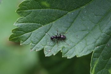 kleine schwarze Ameise