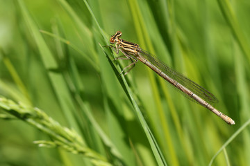 A newly emerged female White-legged Damselfly, Platycnemis pennipes, perching on grass in springtime.