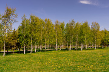 The gorgeous landscape of a field of dandelions and young birch. Russian nature.