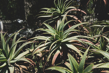 Tropical green plants with many leaves