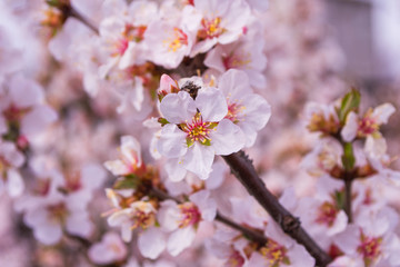 Naklejka premium Spring flowers. Blooming cherry flowers. Close-up of blooming cherry flowers with blur background.