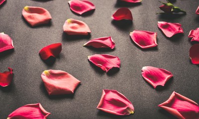 Rose petals spread random on the floor. Pink rose leaves isolated on dark background. Wedding or valentine's day creative texture concept.