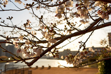 夕暮れの桜