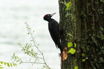 A black woodpecker resting on a tree