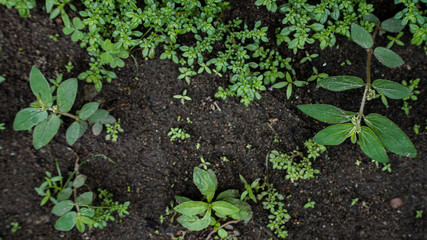 green plant in the ground