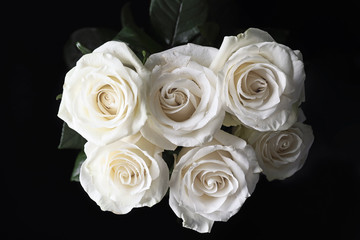 Beautiful white roses on dark background