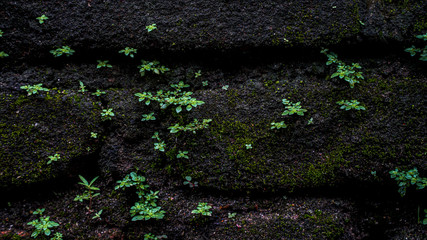 green moss on the stone