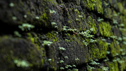 moss on stone