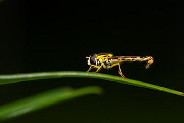 A male long hoverfly resting on a green leaf
