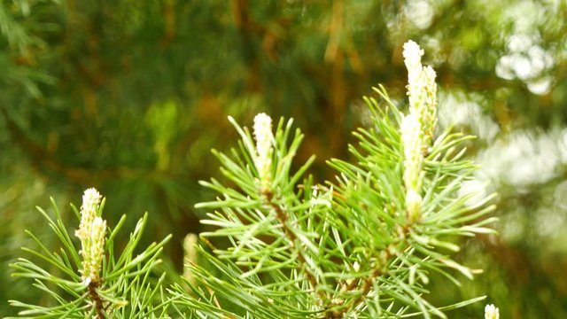 A twig of the pine tree closeup.Green pine tree.