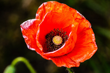 close-up poppy flower with ripened seeds inside