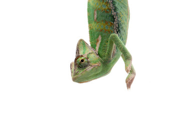 The Veiled Chameleon sitting on a branch isolated on white background © Dmitry
