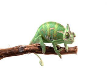 The Veiled Chameleon sitting on a branch isolated on white background