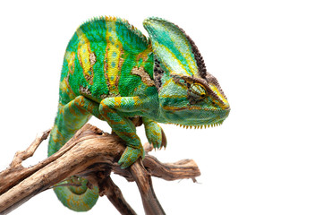 Obraz premium The Veiled Chameleon sitting on a branch isolated on white background