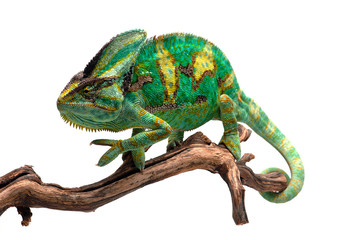 Obraz premium The Veiled Chameleon sitting on a branch isolated on white background