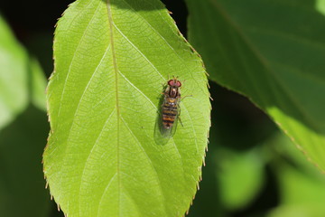 Schwebfliege ruht sich aus