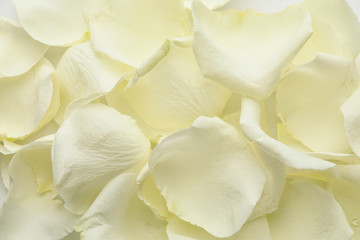 Naklejka na ściany i meble Beautiful white rose petals as background