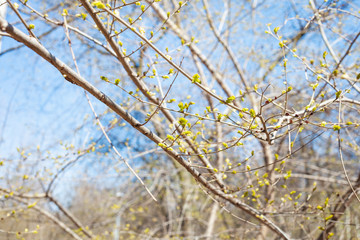 tree branches with new foliage in city park on sunny spring day (focus on green leaves on the twig on foreground)
