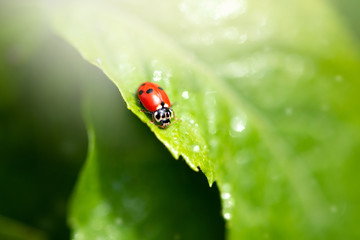Ladybug sitting on green leaf on a sunny spring or summer day, clean environment eco background with fresh juicy tree foliage close-up, beautiful nature and macro world