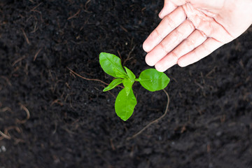 Top view of children's hand watering the young seedling tree in the garden.
