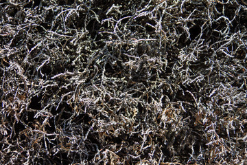 Withered Hedge Texture
