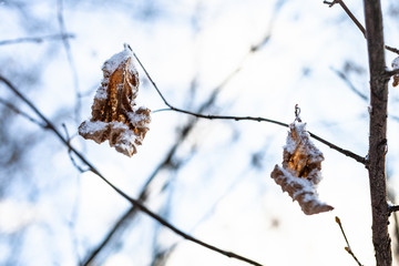 snow-covered dried leaves close-up in forest after last snowfall in spring evening