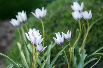 Beautiful white tulips in sunlight