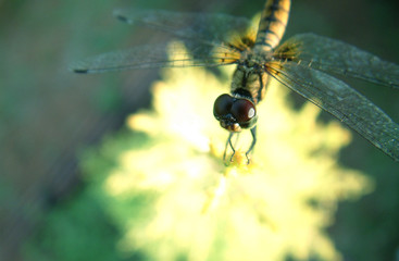 dragonfly on a leaf