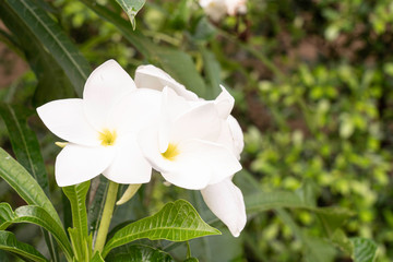 Obraz na płótnie Canvas white and yellow frangipani flowers with green background