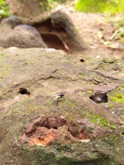  a view of a bee sitting on a stone