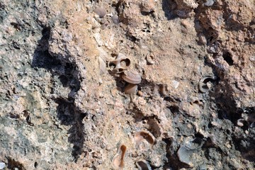 Sea shells-the fruits of excavations from volcanic stone