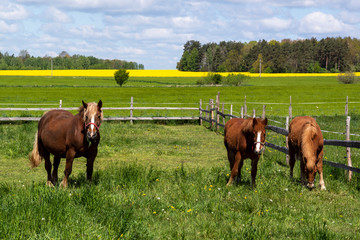 Krajobraz wiejski Podlasia. Konie na łące, Podlasie, Polska