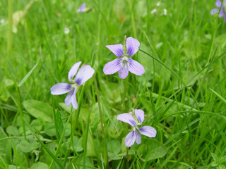 purple violet flowers in the grass