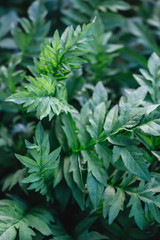 Fresh green leaves in a spring garden.