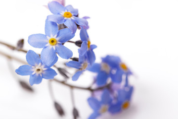 Blue and white forget-me-nots. Little spring summer flowers on a white background.