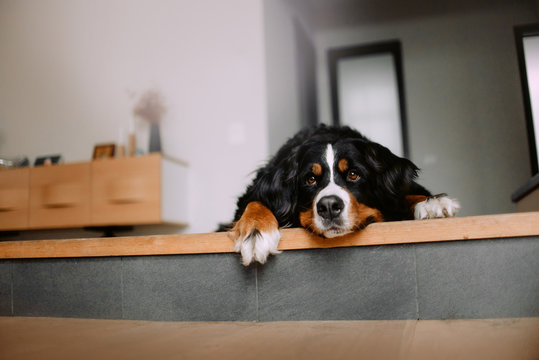 cute bernese mountain dog lying down indoors