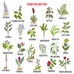 Fototapeta na wymiar Best herbs for joint pain, natural botanical set