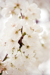 Lush flowering cherry tree in the garden. White delicate cherry flowers. Floral seasonal background.
