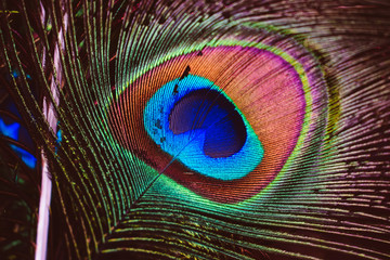 Obraz premium Close up bright peacock feather