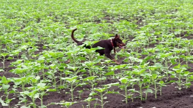 australian kelpie dog runs something looking in the field