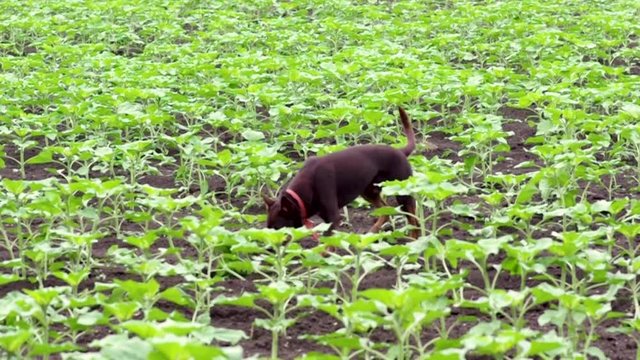 australian kelpie dog runs something looking in the field