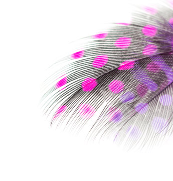 Black Feather With Pink Spots On A White Background