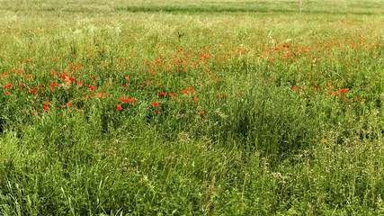 Red poppies in an italian countryside field (Pesaro, Italy, Europe)