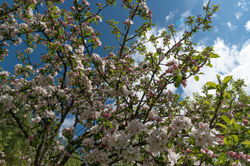 Fototapeta na wymiar Branches of a blooming apple tree in the garden