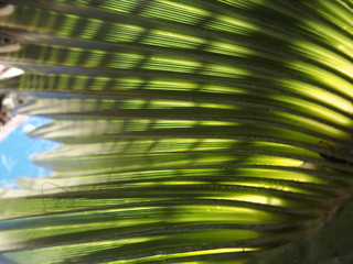 Jeu de lumi&egrave;re avec un palmier