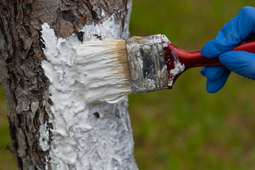 Man paints a trunk of a garden tree with lime paint