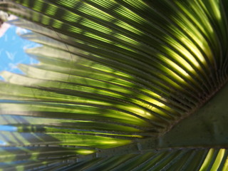 Jeu de lumière avec un palmier